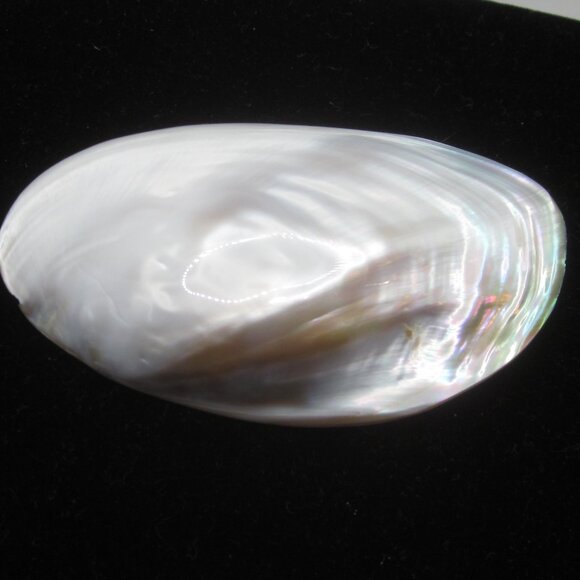 Vintage Accessories - Vintage Shell Belt Clip Buckle Oval